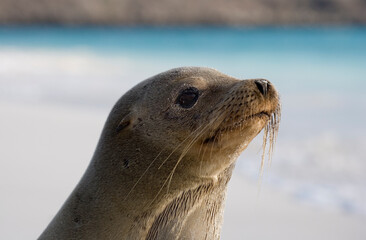Galapagos Sea lion ( Zalophus wollebacki ) on a beach at Gardner Bay, Espanola, Galapagos Islands, Ecuador