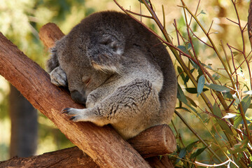 Koala sleeping on a tree branch isolated from the trees