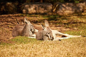 Two sleepy Kanagroos enjoying the Australian sun