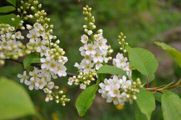 Wild cherry branch -Prunus padus blossoms in the park against the fresh spring greenery.