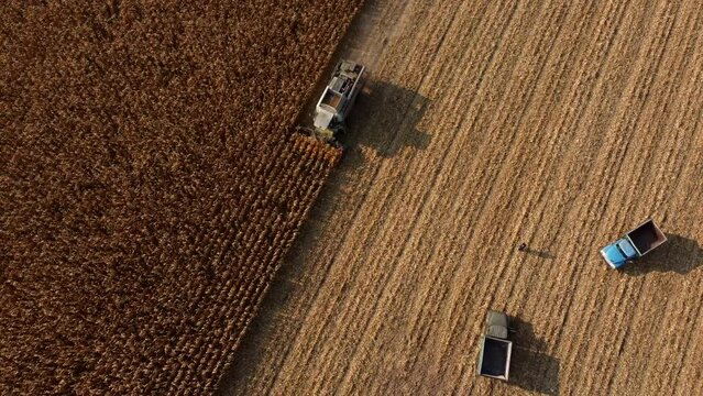 Aerial Drone View Flight Over Harvester Harvesting Dry Corn. Empty Trucks for Transportation with Driver Stand on Field. Top view. Harvest, Cornfield, Season. Agrarian and Agricultural Fields, Farming