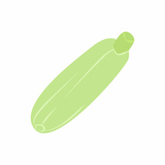 Zucchini. Vector illustration. Fresh vegetables.