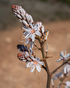 Wildflower against a natural orange background 2