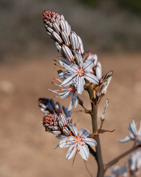 Wildflower against a natural orange background 1