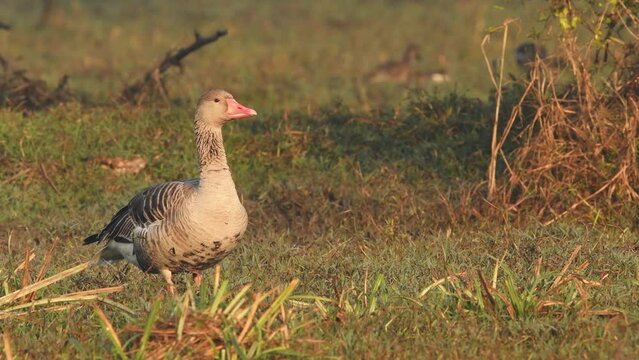 Full shot of Greylag goose with habitat and eye contact at wetland of keoladeo national park or bharatpur bird sanctuary rajasthan india - Anser anser