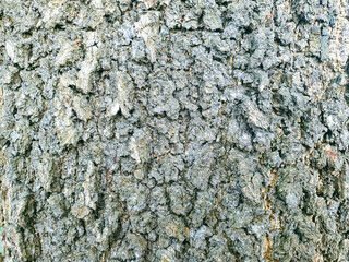 Wood wall texture