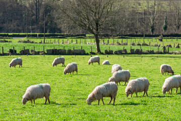 Obraz na płótnie Canvas Sheep grazing in the sun in a meadow