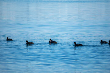 Eurasian coots swimming in The Black Sea, near by Kavarna town, Bulgaria, February 2022
