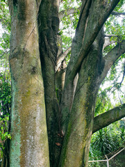 Big tree in the forest