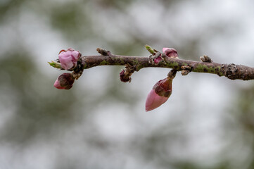A peach tree has peach blossoms on its branches against a green background