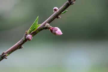 A peach tree has peach blossoms on its branches against a green background