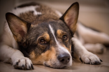 happy dog's muzzle close-up