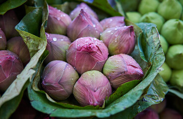 Lotus flowers fresh with water droplets on Pak Khlong Talat - Ma Lai, flower market in Bangkok, Thailand.