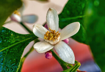 Macro shot of a lemon blossom in Tuscany Italy