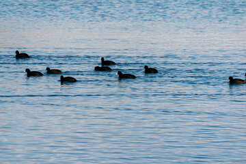 Eurasian coots swimming in The Black Sea, near by Kavarna town, Bulgaria, February 2022