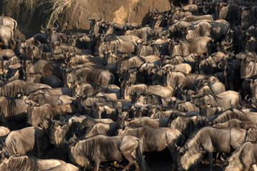African wild life.