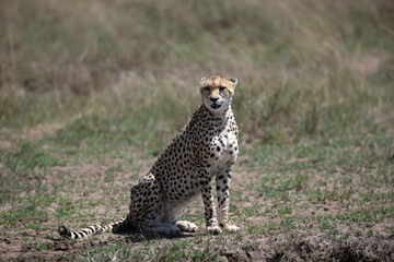 Fototapeta premium African wild life.
