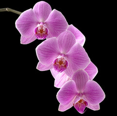 Orchid branch isolated on black background