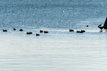 Eurasian coots swimming in The Black Sea, near by Kavarna town, Bulgaria, February 2022