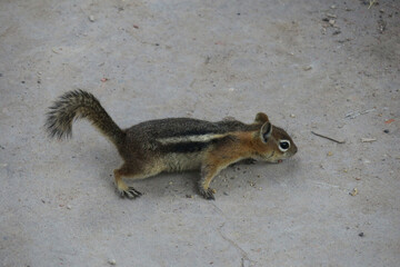 Streifen-Backenhörnchen Tamias striatus Chipmunk Hackee Bryce Canyon