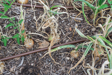 Onion plants ready to harvest on raised bed garden with parallel tube irrigation system near Dallas, Texas, America