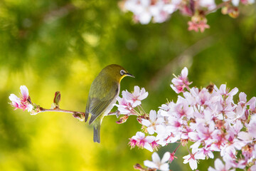 春のメジロ
