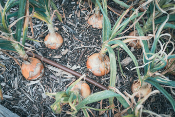 Toned image light yellow onion bulbs ready to harvest at backyard garden with tube irrigation...