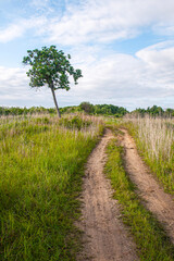 Obraz premium Rural road leading to a lonely oak tree in Autumn