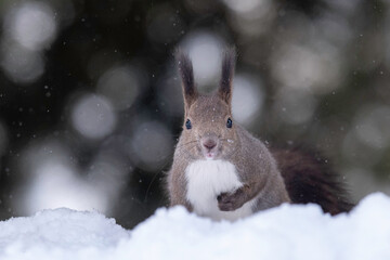 雪の中のエゾリス