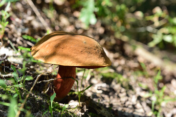 pilz in naturpark Maas-Schwalm-Net­te, deutschland