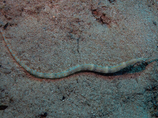 Schultz's Pipefish (Corythoichthys schultzi) in the Red Sea, Egypt
