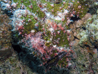 A Giant Frogfish (Antennarius commerson) in the Red Sea, Egypt