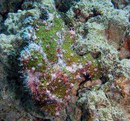 A Giant Frogfish (Antennarius commerson) in the Red Sea, Egypt