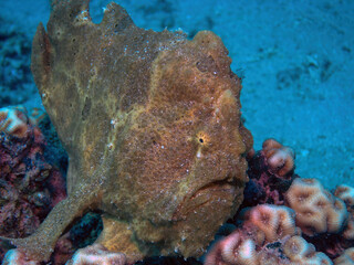 A Giant Frogfish (Antennarius commerson) in the Red Sea, Egypt