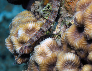 Schultz's Pipefish (Corythoichthys schultzi) in the Red Sea, Egypt