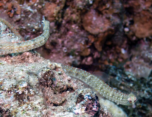 Schultz's Pipefish (Corythoichthys schultzi) in the Red Sea, Egypt