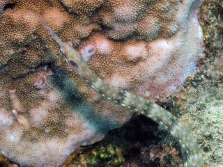 Schultz's Pipefish (Corythoichthys schultzi) in the Red Sea, Egypt