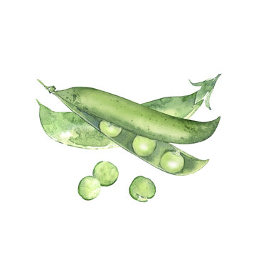 Watercolor green pea pods