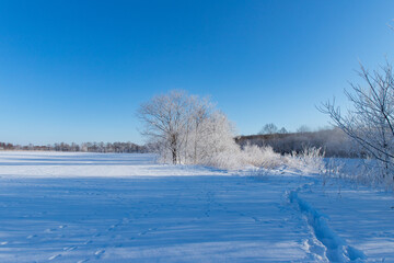 Fototapeta na wymiar 北海道冬の風景　更別村の樹氷