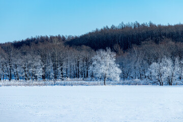 北海道冬の風景　更別村の樹氷