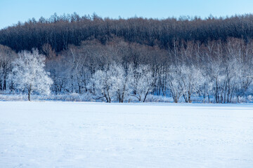 北海道冬の風景　更別村の樹氷