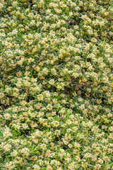 Springtime. Flowering tree of Pittosporum tobira (Australian laurel,  cheesewood ), leaves and flowers. Montenegro. Floral background