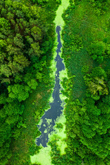 Fototapeta premium Amazing river and green forest in summer.