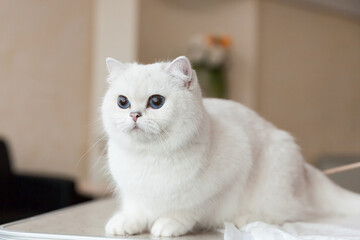British shorthair white cat with blue eyes close up portrait