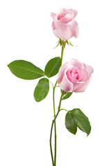 Fototapeta premium beautiful pink rose flowers isolated on white background