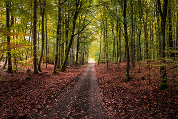 Brown leafy footpath in forest in autumn, Poland
