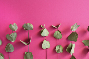 eucalyptus twigs lie on a pink background