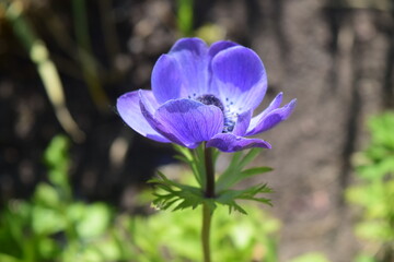 Very peri anemone flower on bokeh background. Color of the year 2022