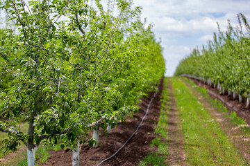 Fototapeta na wymiar apple orchard