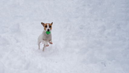 Fototapeta na wymiar Jack Russell Terrier dog playing ball in the snow. 